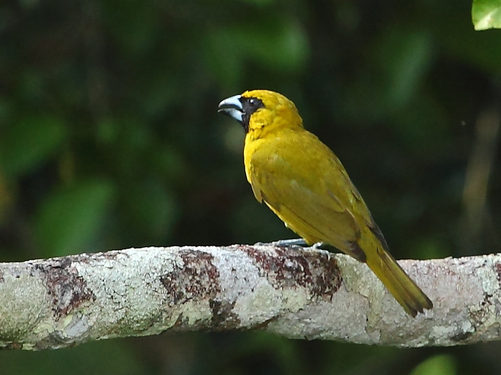 image Yellow-green Grosbeak